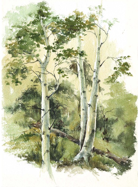 Summer Aspen
