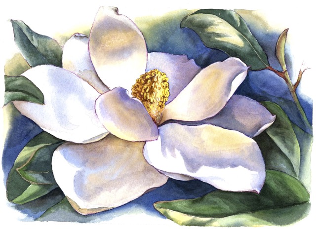 Magnolia