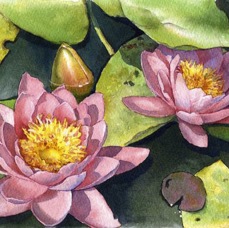 Water Lilies